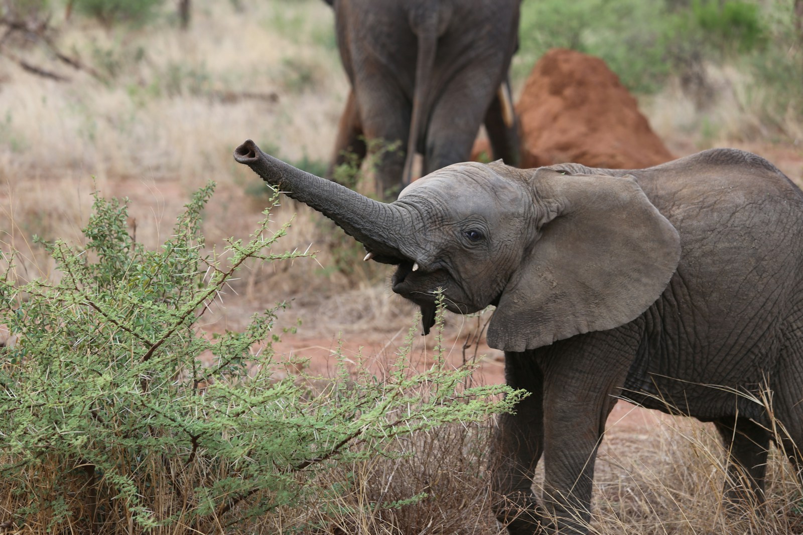 Zimbabwe Elephants Safari: Our Best Tips for an Unforgettable Encounter