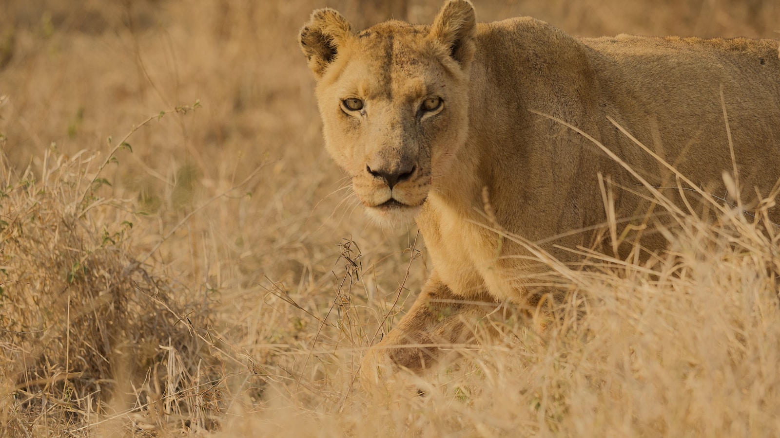 We Witnessed Botswana Wildlife Up Close—Here’s What Blew Us Away