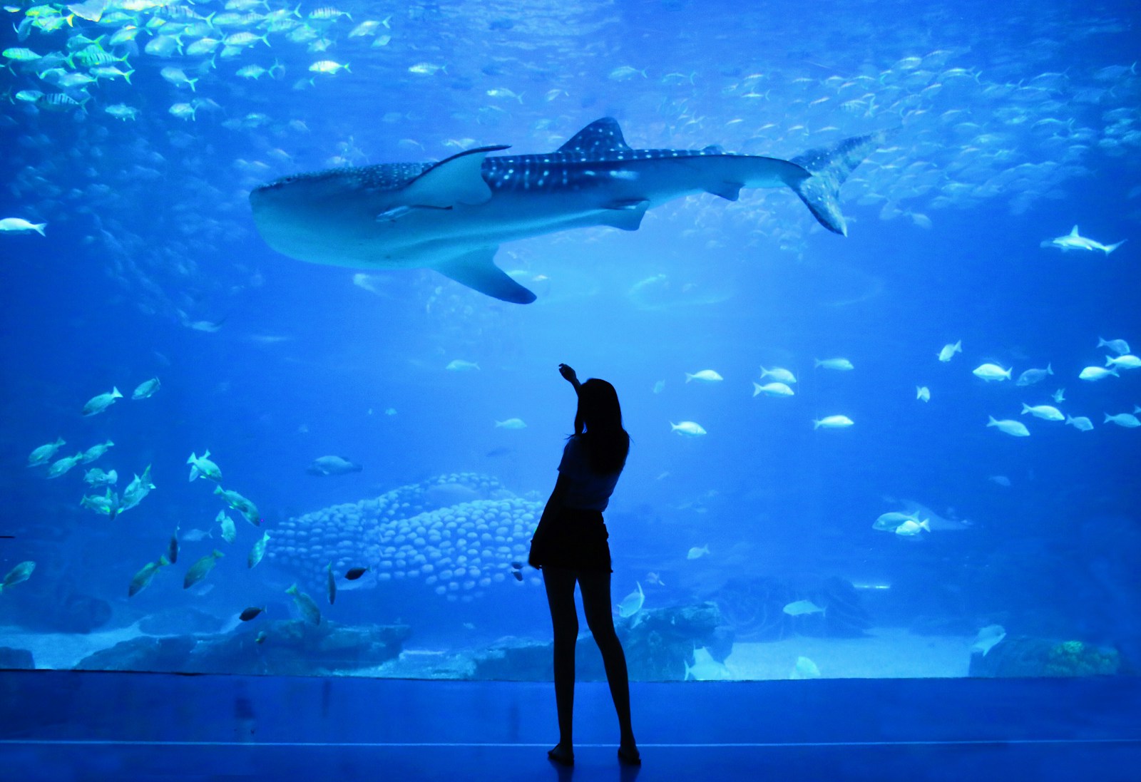 How to Visit the Dubai Aquarium & Underwater Zoo on a Budget (Without Missing Out)