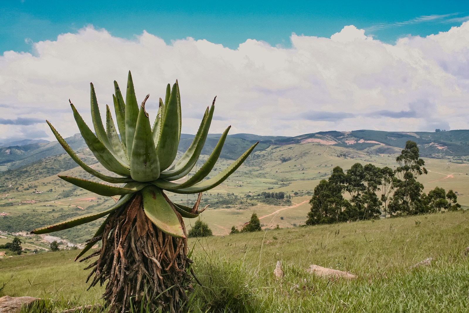 Eswatini Ludzidzini Royal Village: History, Culture & Travel Tips