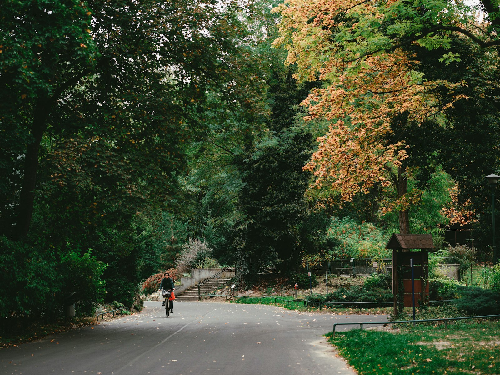 a person riding a bicycle on a road surrounded by trees