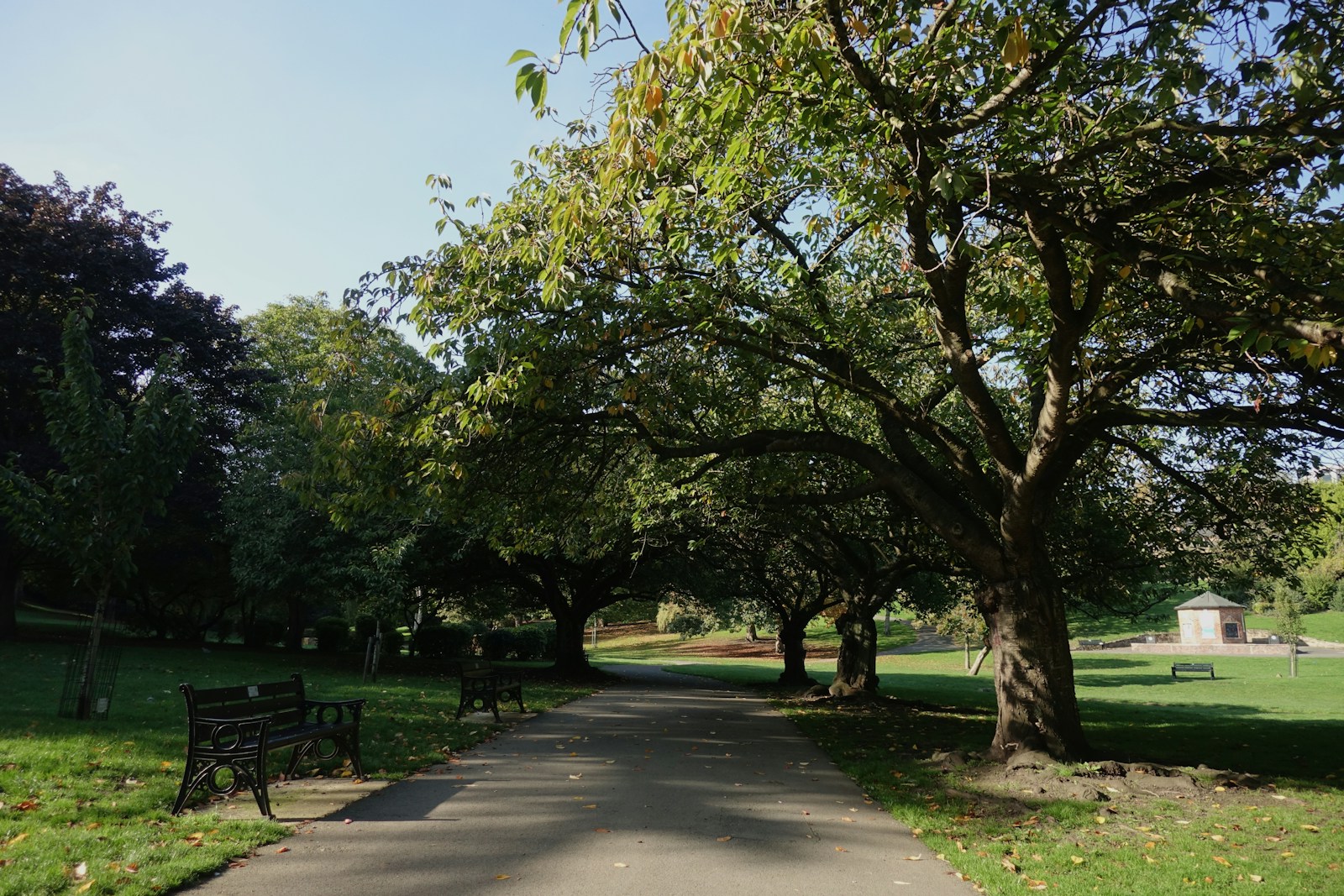 A park path lined with trees and benches