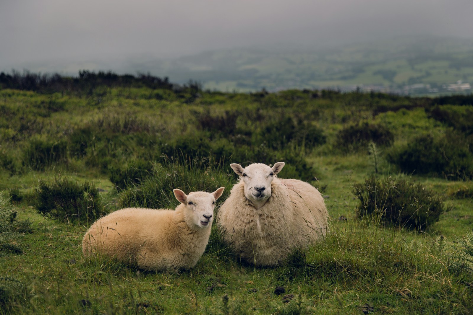 Wales Language 101: 10 Words to Know Before You Go