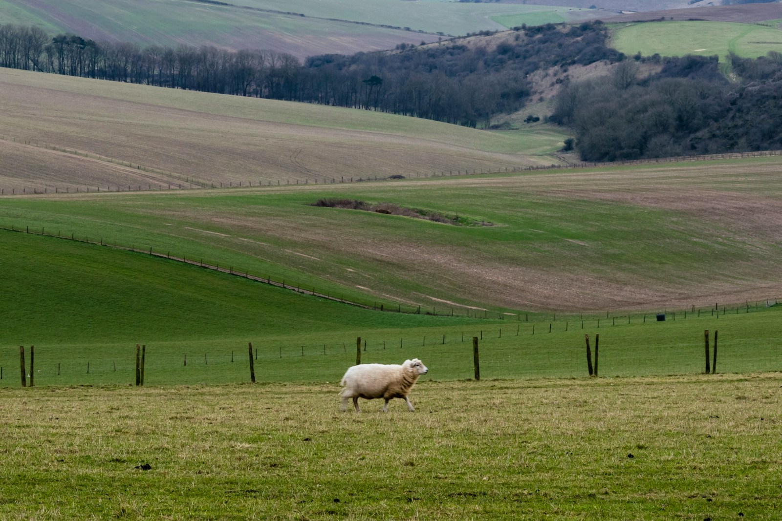 Is Winchester the Gateway to the South Downs? A Visitor’s Guide