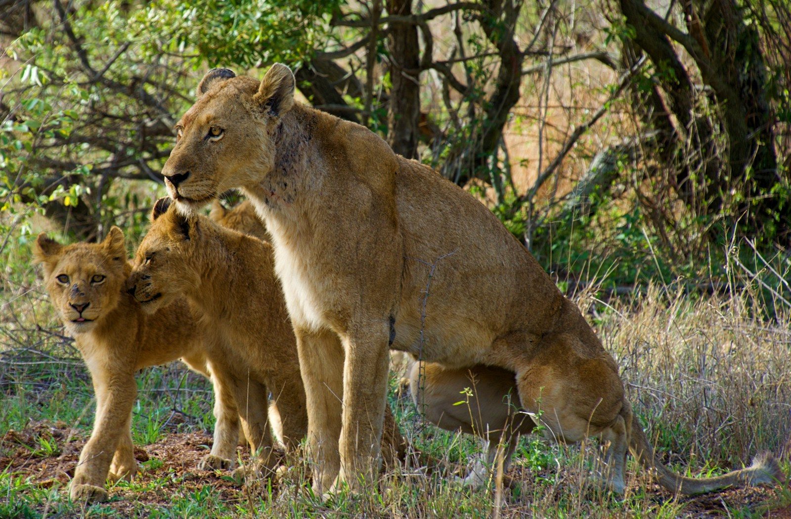 South Africa Kruger National Park: First-Timer’s Safari Guide