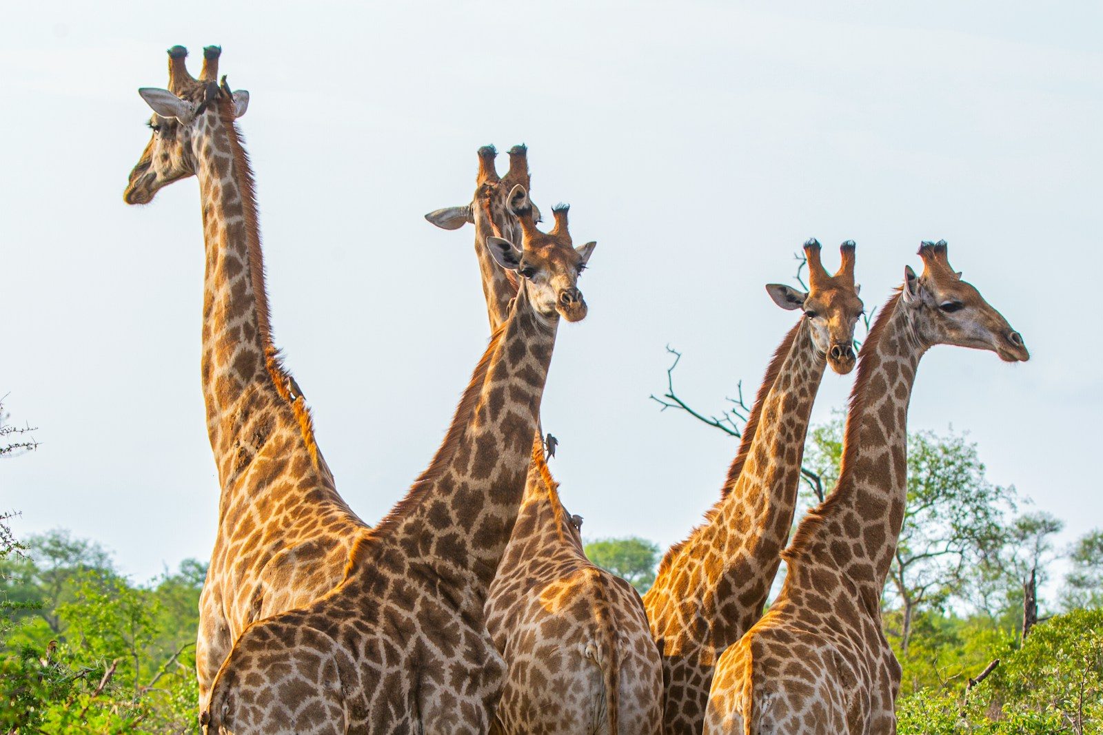 South Africa Animals: 9 Wild Encounters You Can’t Miss