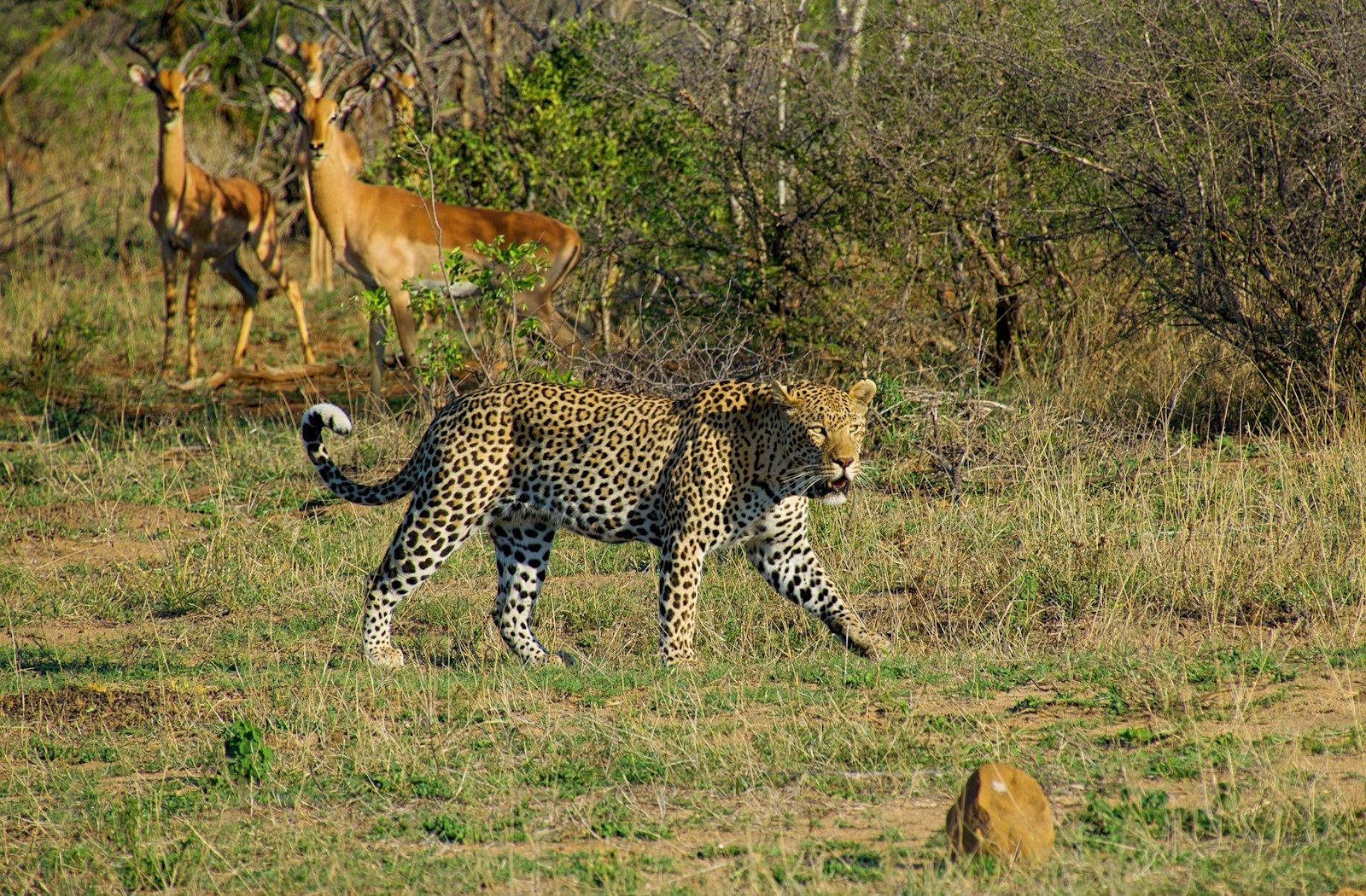 How to Visit South Africa Kruger National Park on a Budget
