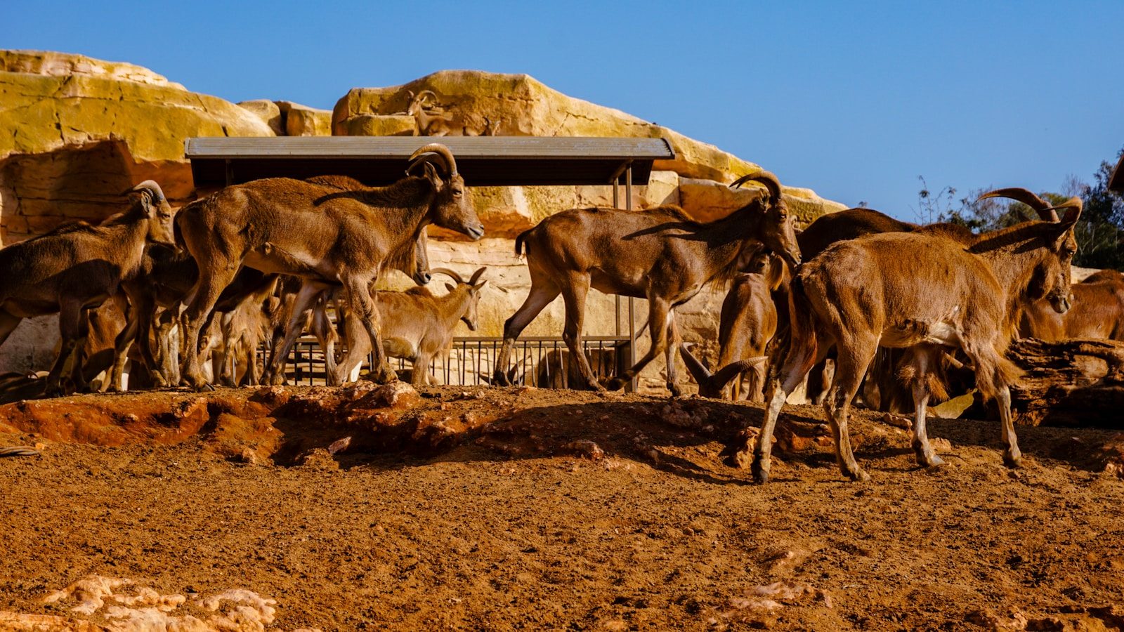 Is Rabat National Zoo Worth Visiting? Honest Review