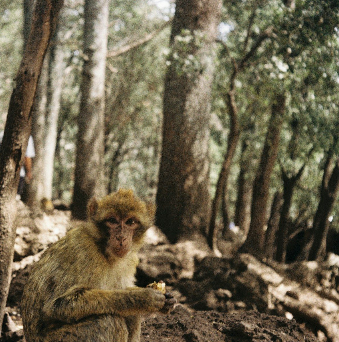 7 Things You Didn’t Know About the Morocco Atlas Mountain