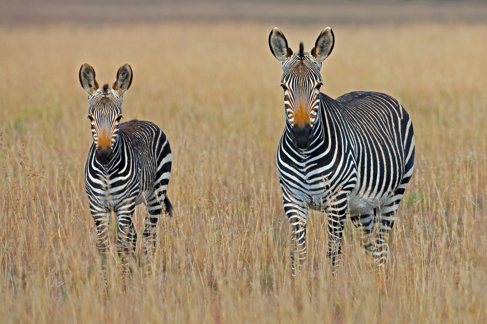 What to Expect on a South Africa Safari (We Tell All)