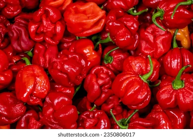 Trinidad Moruga Scorpion: The World’s Hottest Pepper?