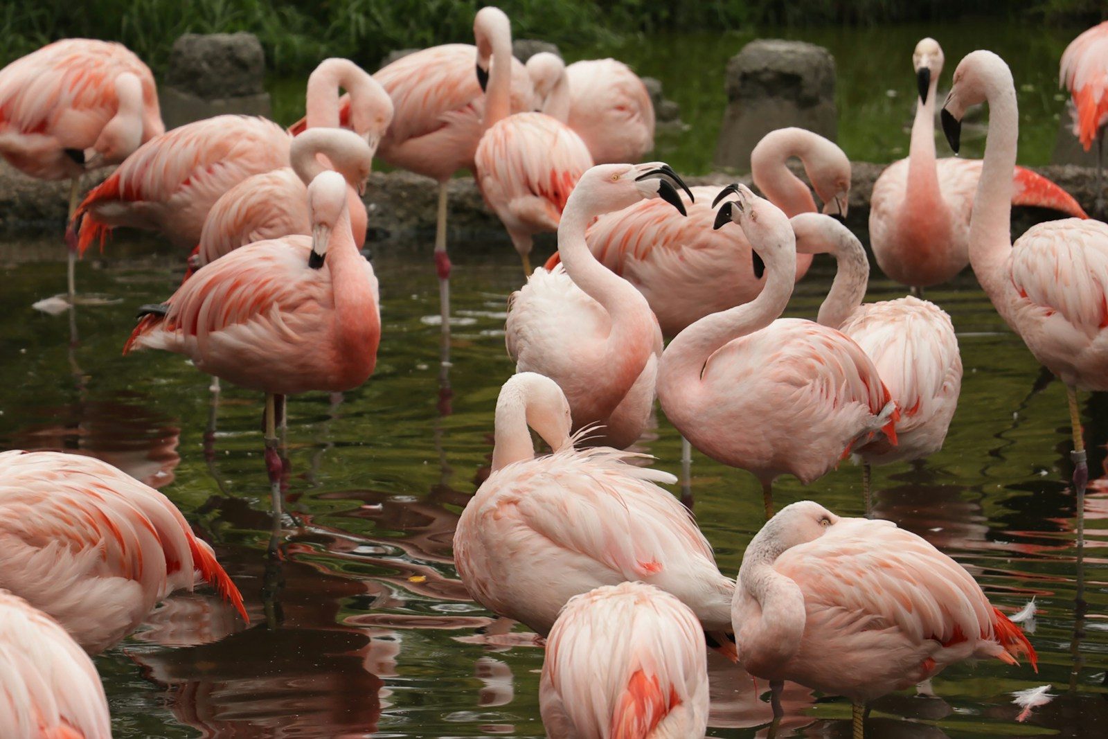 Visiting the Zurich Zoo: A Practical Field Guide