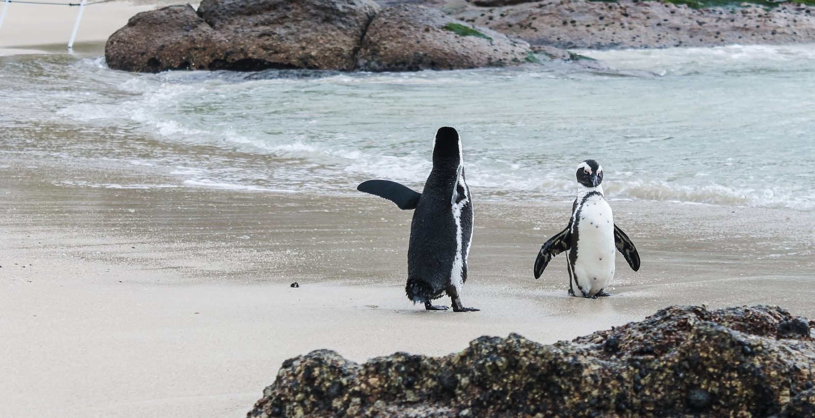 Cape Town Penguins: 7 Things No One Tells You Before Visiting