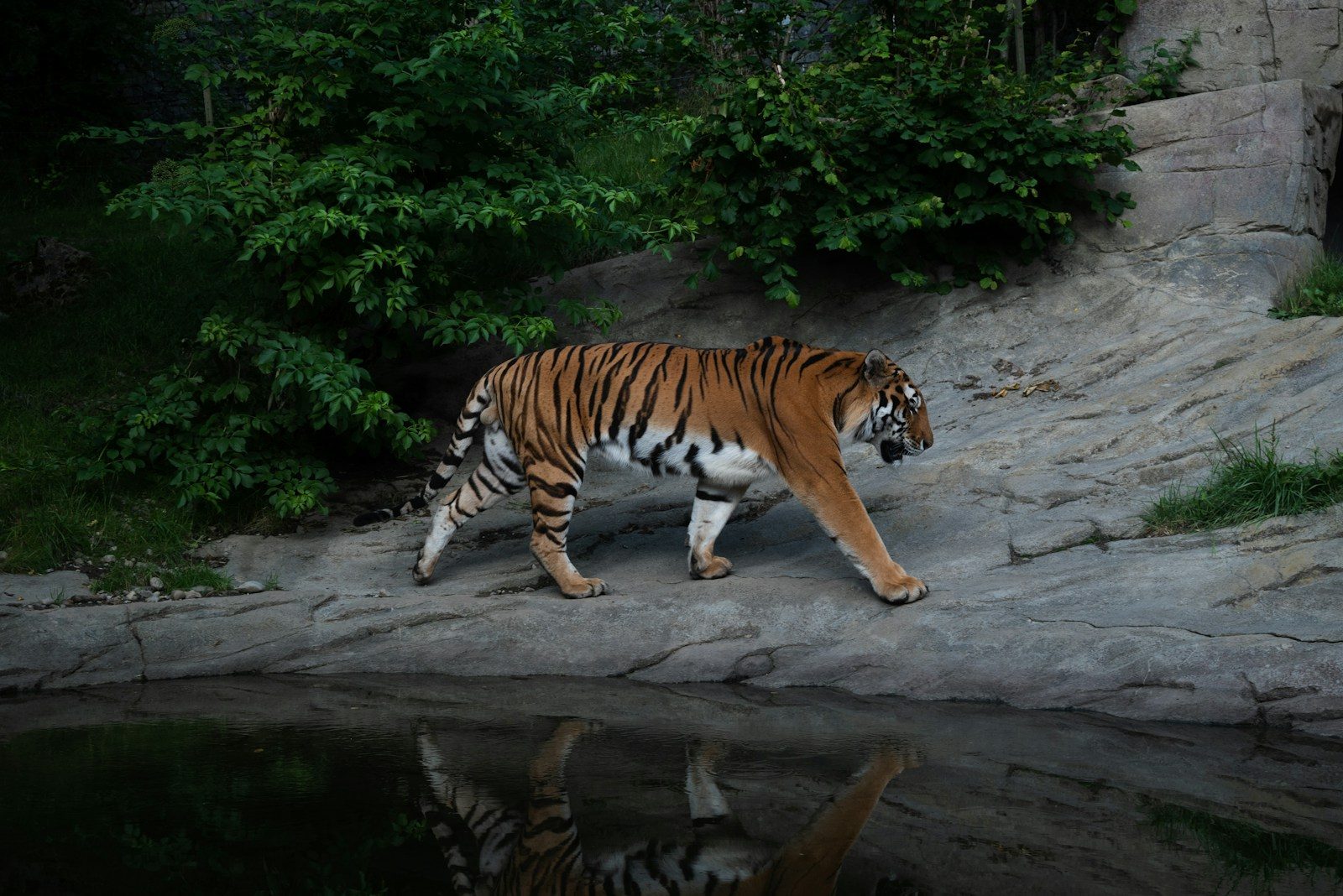 Why Zurich Zoo Tops Family Travel Lists in Switzerland