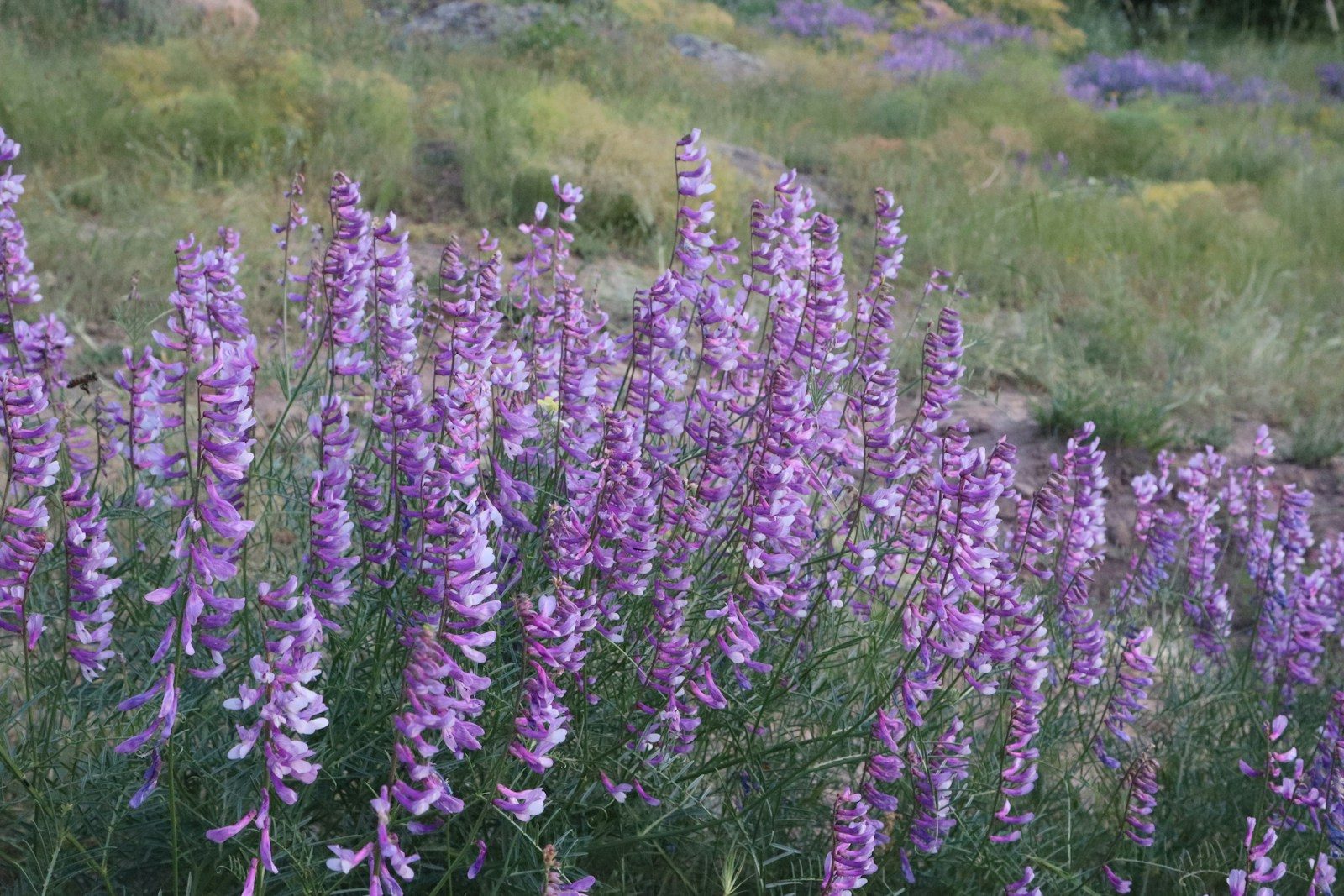 Summerfield Botanical Gardens Secrets: Best Time + Tips